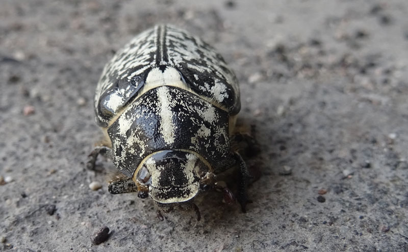 Polyphylla fullo (messo male) - Melolonthidae